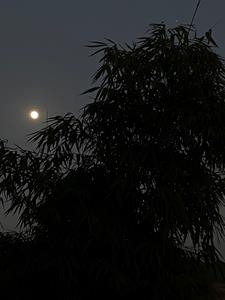替嫁庶女，瘸子相公的天降福星章节列表