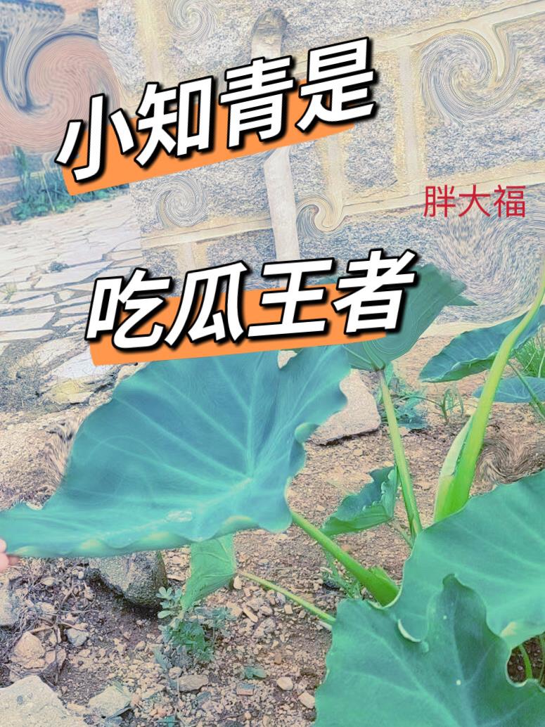 小知青是吃瓜王者章节列表