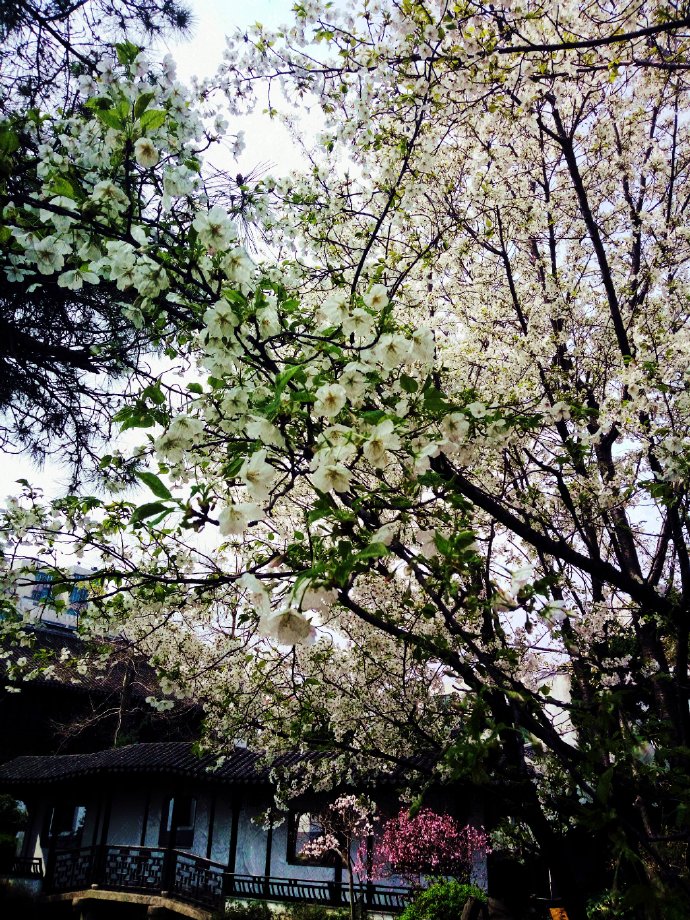 [红楼]芝兰逢珠玉章节列表