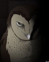 猫头鹰的万花筒章节列表