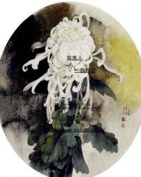 菊美人章节列表